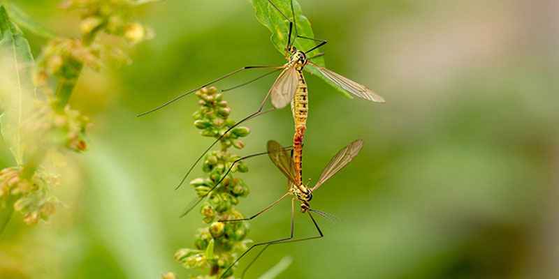 Conheça os principais insetos causadores de doenças