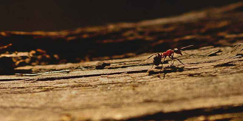 Acabando com as formigas de maneira natural