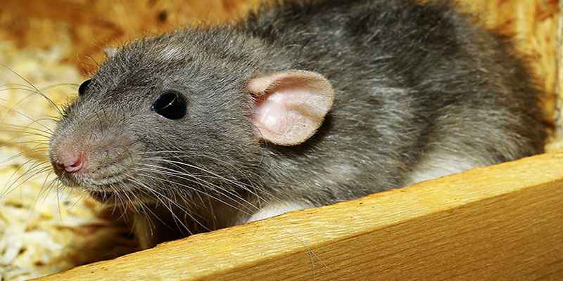 Quais são os sinais deixados pelos ratos em sua casa?